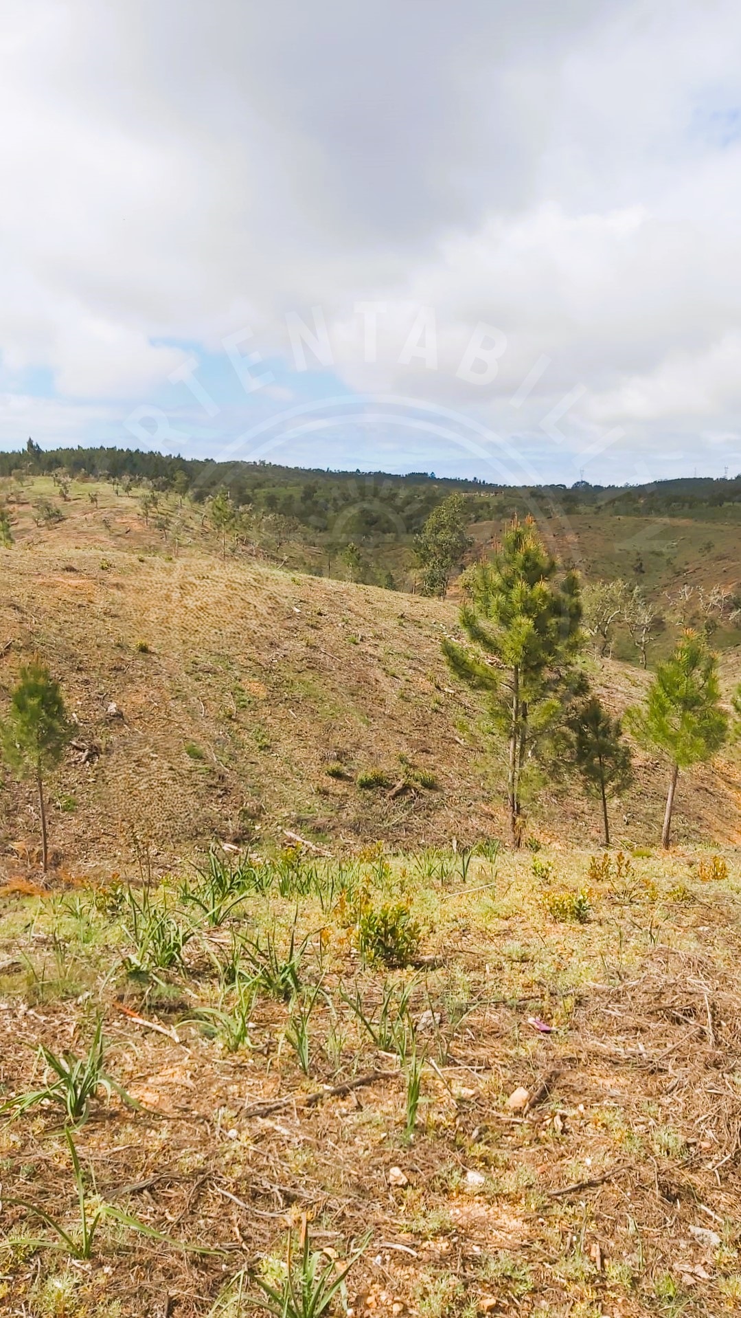 Land for sale in Santiago do Cacém, Portugal — €163,000